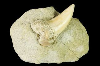 Fossil Mako Shark Tooth On Sandstone - Bakersfield, CA #144464