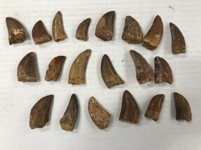 Lot Of Medium Carcharodontosaurus Teeth #146008