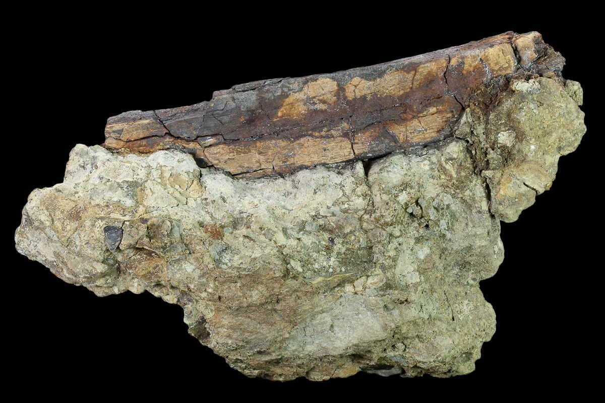 7" Dinosaur Rib Bone Section In Rock - South Dakota For Sale (#145894