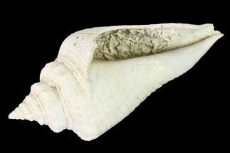 Pliocene Gastropod (Strombus) Fossil - Florida #146110