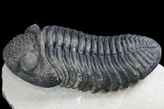 Prone Drotops Trilobite - Beautiful Specimen #146596