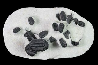 Morocops, Cyphaspis & Gerastos Trilobite Cluster - Mrakib, Morocco #146699
