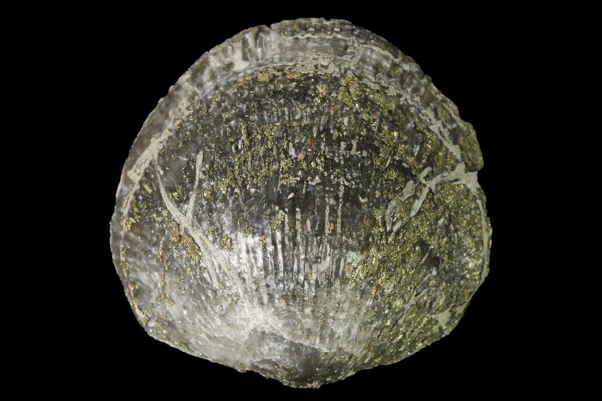 fossil acquired