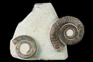 Two Devonian Ammonoids (Anetoceras) Fossils - Tazarine, Morocco #146920