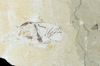 Bargain Cretaceous Crusher Fish (Coccodus) - Hjoula, Lebanon - Fossil #147139