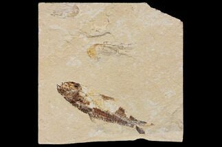 Cretaceous Fish (Nematonotus) With Two Shrimps - Lebanon #147213