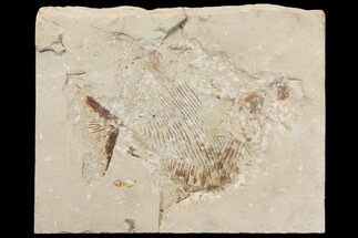 Bargain, 5" Cretaceous Fossil Fish (Paleobalistum) - Lebanon - Fossil #147236