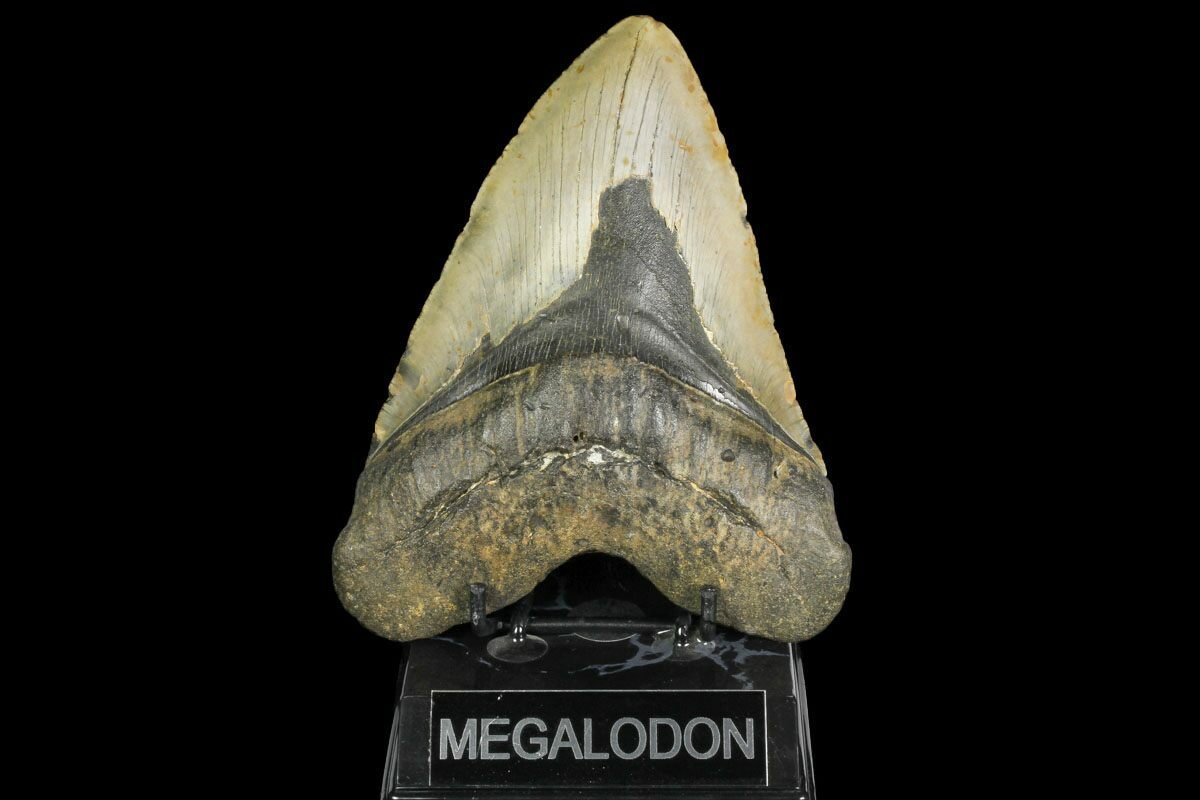 624 Fossil Megalodon Tooth 50 Foot Prehistoric Shark For Sale