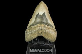 Fossil Megalodon Tooth - Gigantic Shark Tooth #147400