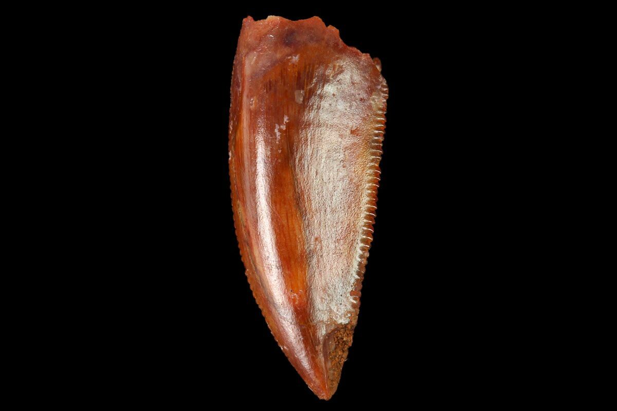 real raptor tooth for sale