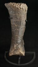 Sauropod (Diplodocus) Metatarsal - On Stand #10131