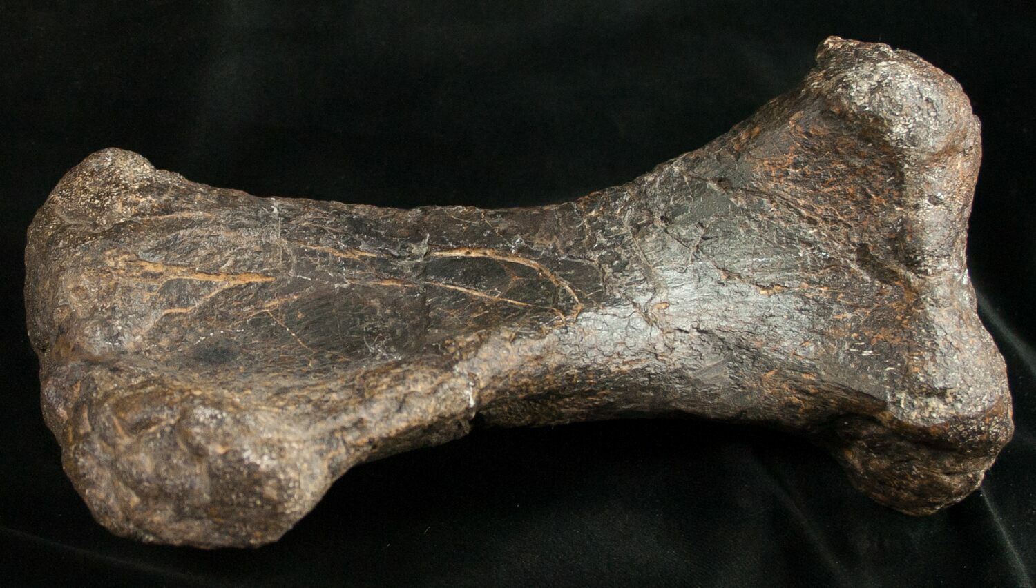 8.5" Sauropod (Diplodocus) Metatarsal Dana Quarry (10135) For Sale