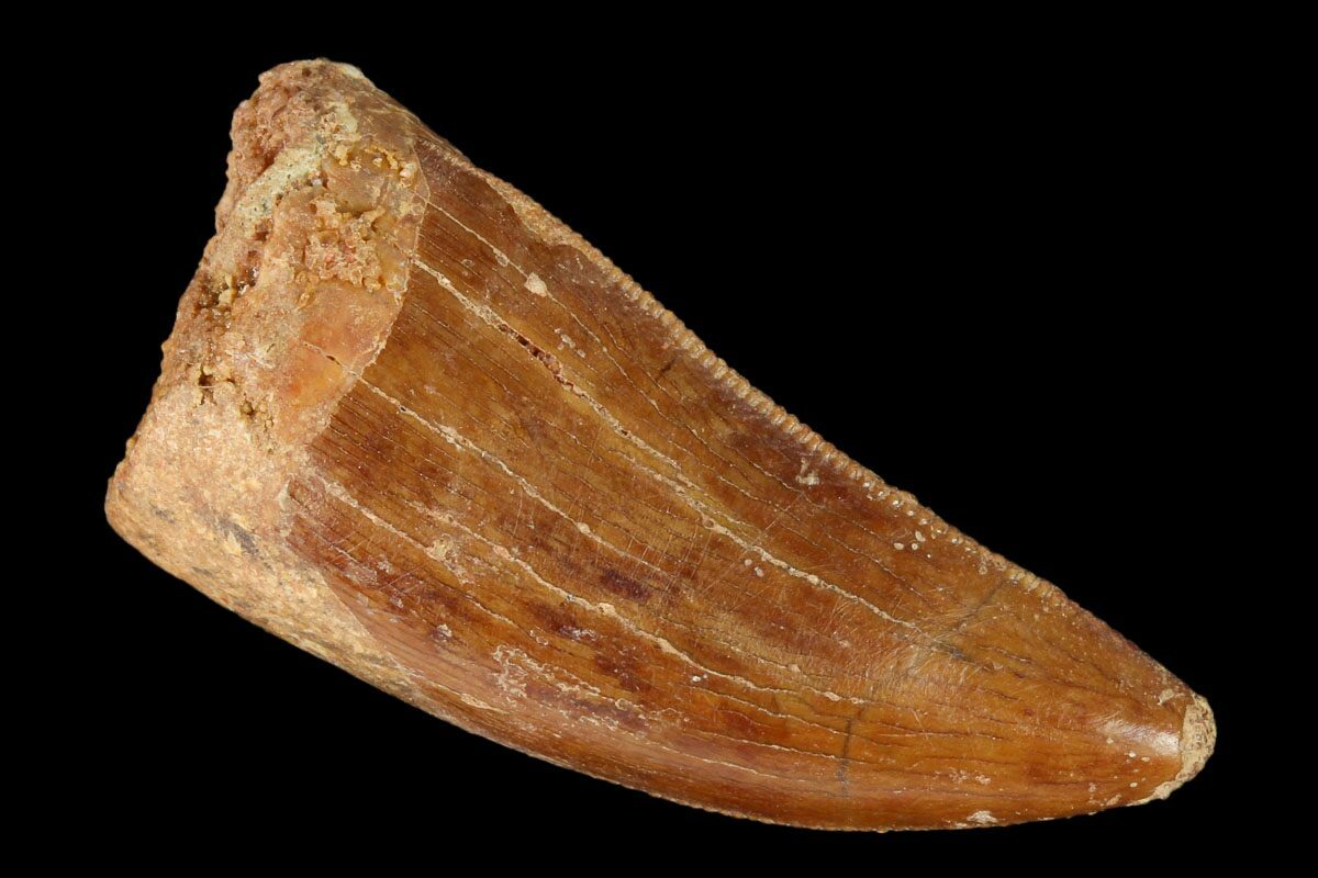 serrated dinosaur teeth