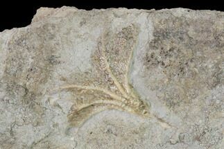 Fossil Crinoid (Strimplecrinus) - Gilmore City, Iowa #148670