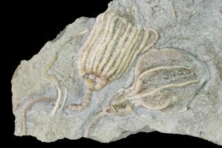 Two Fossil Crinoids (Dichocrinus & Eretmocrinus) - Gilmore City, Iowa #148685