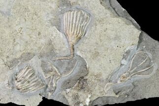 Four Fossil Crinoids (Dichocrinus & Eretmocrinus) - Gilmore City, Iowa #148691