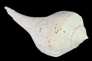 Pleistocene Gastropod (Sinistrofulgur) Fossil - Florida #148571