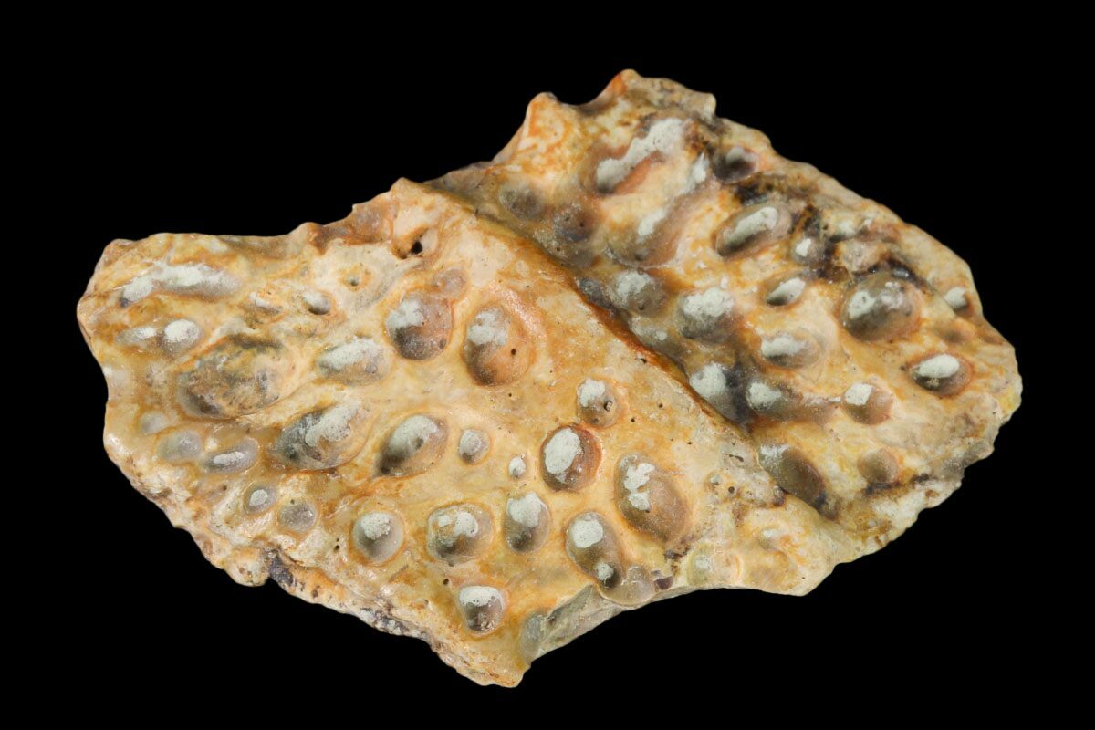 1.2" Fossil Crocodile Dermal Scute Lance Creek Formation, Wyoming