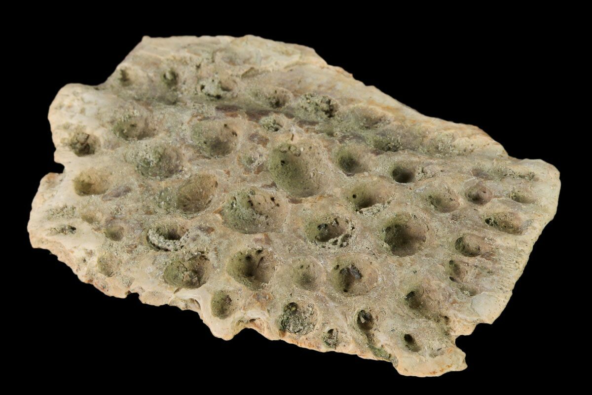 1.7" Fossil Crocodile Dermal Scute Lance Creek Formation, Wyoming