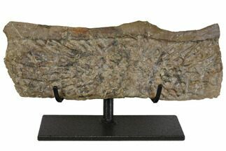 Rare, Fossil Aetosaur Scute - Chinle Formation, Arizona #148801