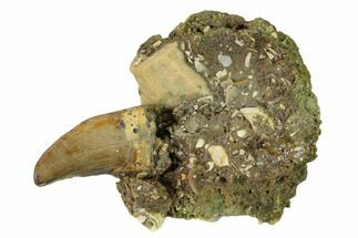 Serrated Tyrannosaur Tooth on Rock - Judith River Formation #149107