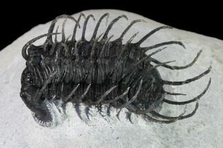 2.2" Spiny Koneprusia Trilobite - Ofaten, Morocco - Fossil #149180