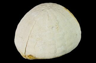 Cretaceous Sea Urchin (Collyrites) Fossil - Great Britain #147164