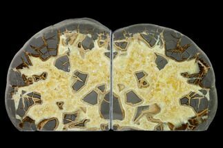 7.5" Calcite Filled Septarian Bookends - Utah - Crystal #149922