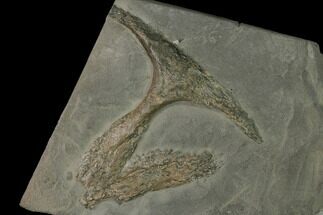 Fossil Ichthyosaur Interclavicle Bone on Shale - Germany #150335