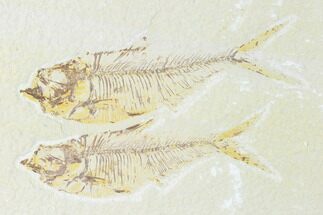 Pair of Fossil Fish (Diplomystus) - Green River Formation #150346