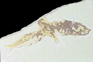 Trio of Fossil Fish (Knightia) - Wyoming #150361