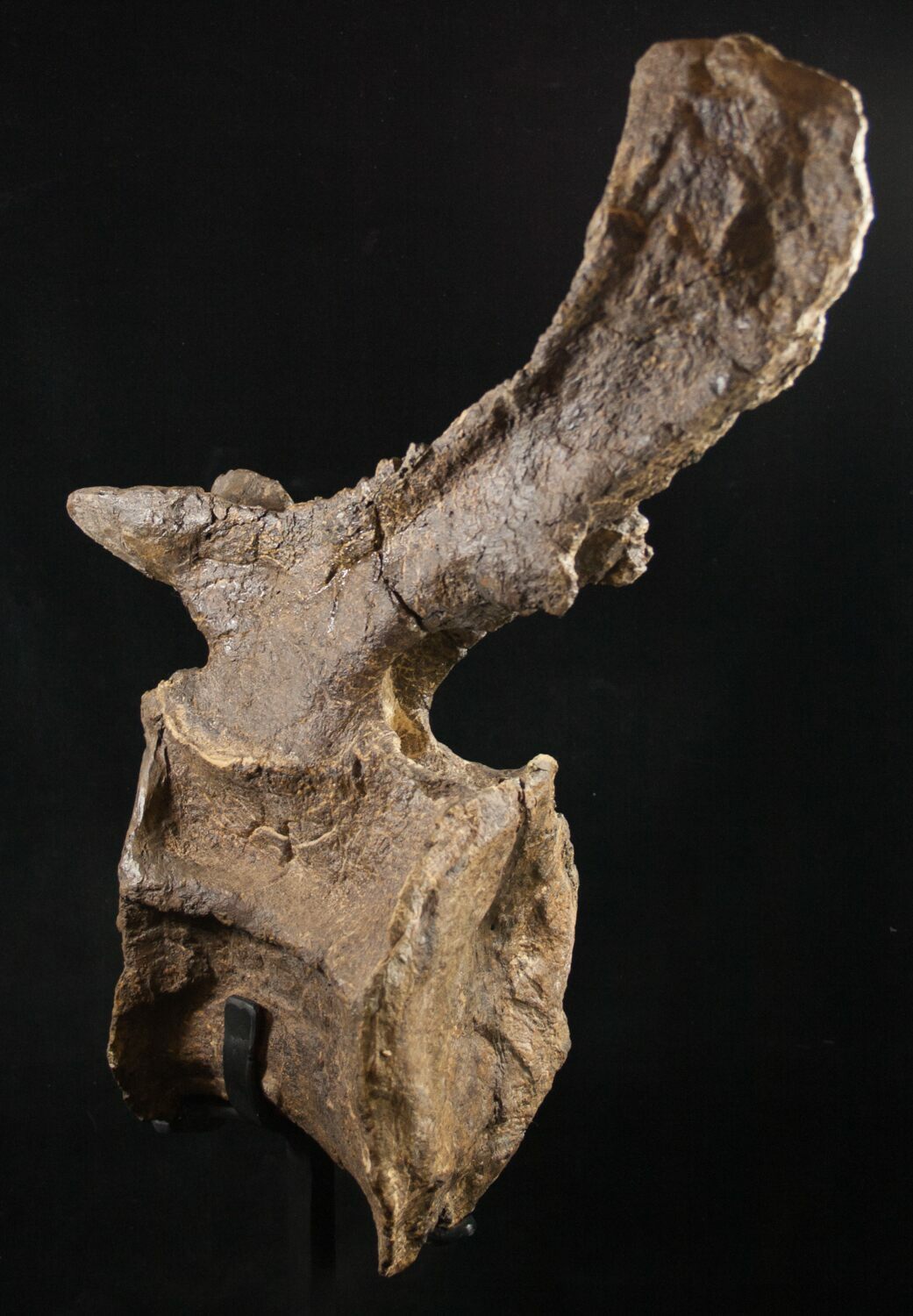 Beautiful Diplodocus Caudal Vertebra - Dana Quarry (#10145) For Sale ...