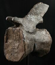 Huge Tall Diplodocus Vertebra - Dana Quarry #10148