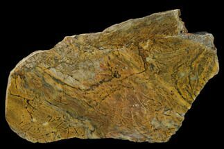 Stromatolite Fossils For Sale - FossilEra.com