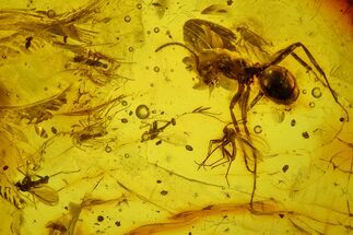 Detailed Fossil Ant (Formicidae) & Flies (Diptera) in Baltic Amber #150741
