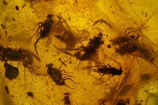 Cluster Of Over Ten Fossil Flies (Diptera) In Baltic Amber #150753