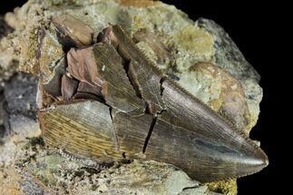 Serrated Tyrannosaur Tooth in Rock - Judith River Formation #150770