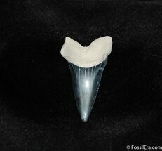 Beautiful Bone Valley Mako Tooth #206