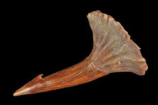 Baby, Fossil Sawfish (Onchopristis) Rostral Barb - Morocco #145595