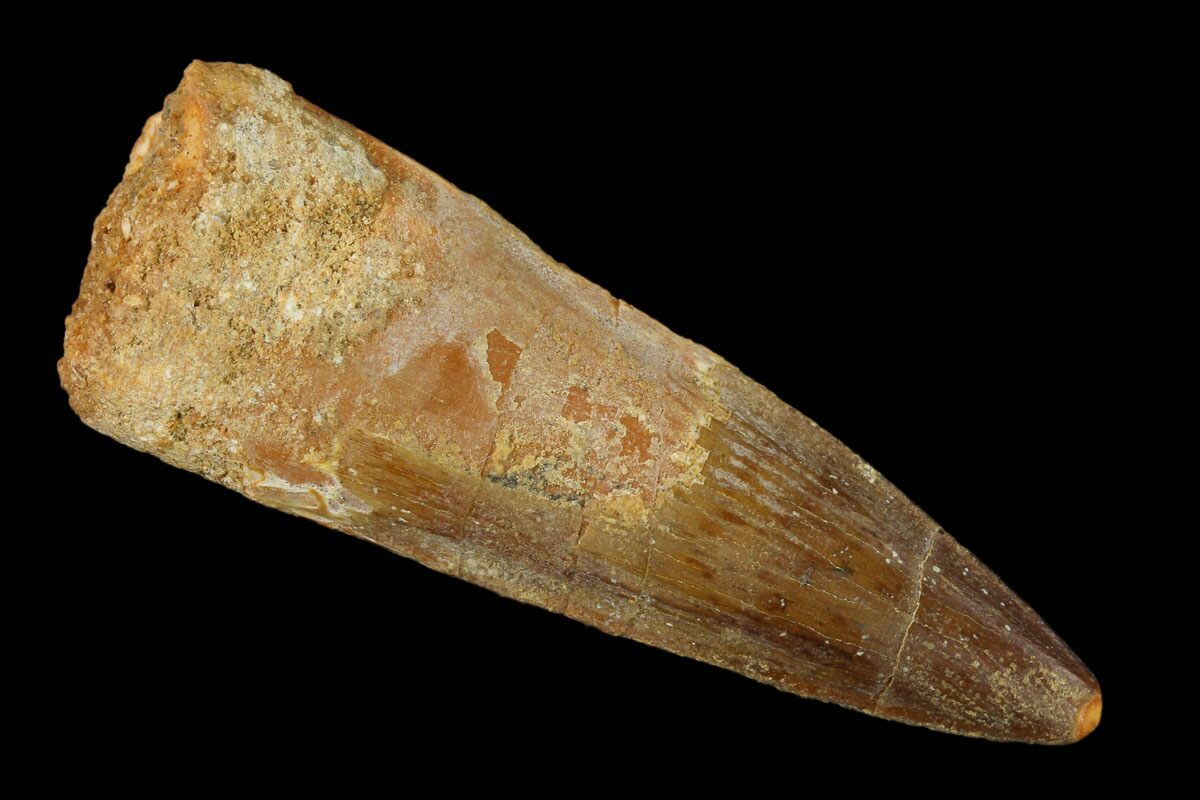 spinosaurus tooth real