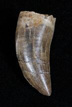 Inch Albertosaurus Tooth #1379