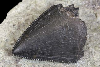 Serrated, Allosaurus Tooth Tip - Colorado #152070