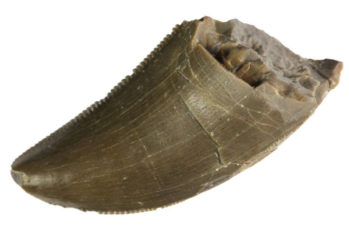 allosaurus tooth for sale