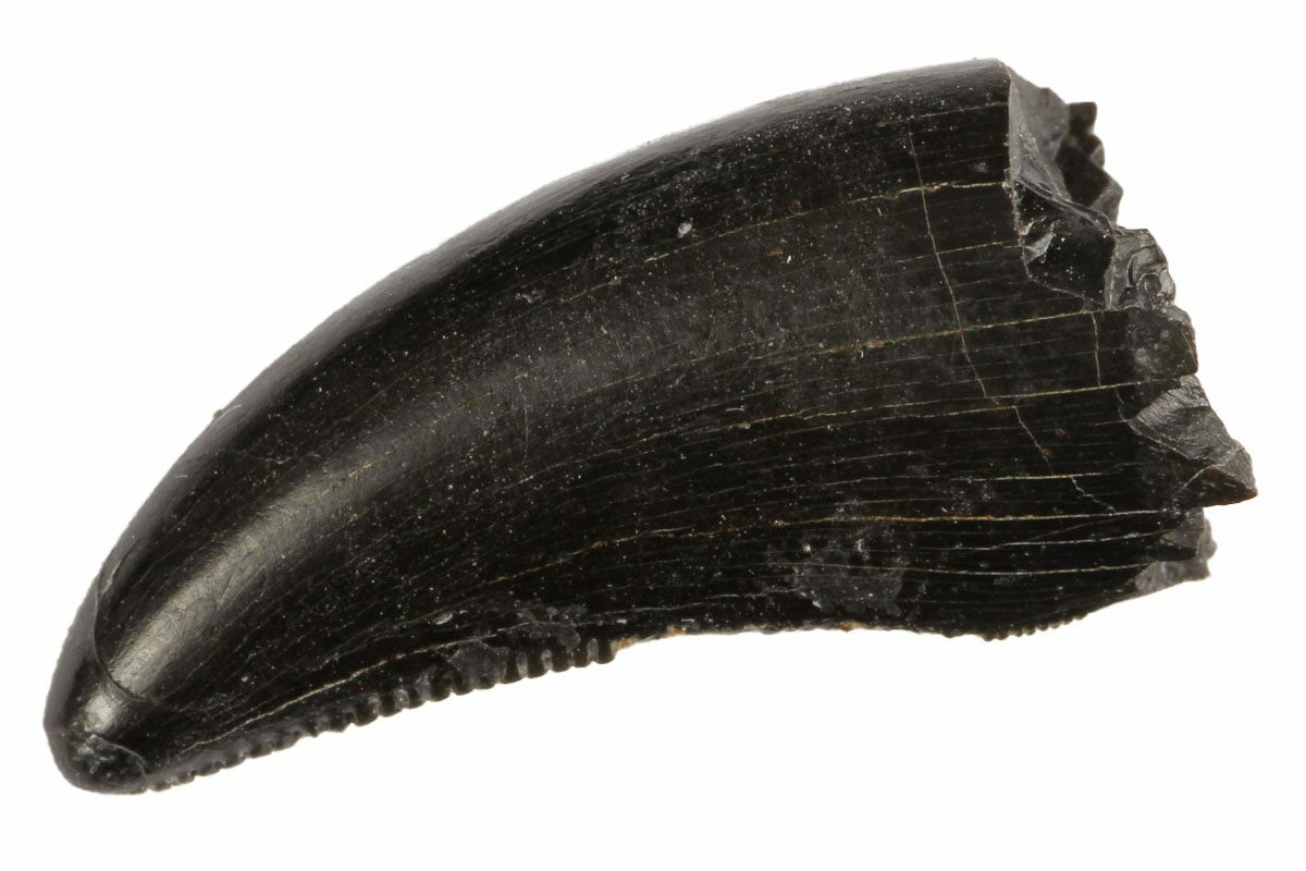 allosaurus tooth for sale