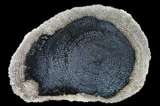 Polished Petrified Palmwood Slab - Indonesia #151927