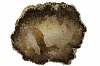5.9" Cretaceous Petrified Tree Fern (Tempskya) Round - Utah - Fossil #152228