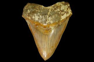 Superb, Colorful Megalodon Tooth - Indonesia #151828