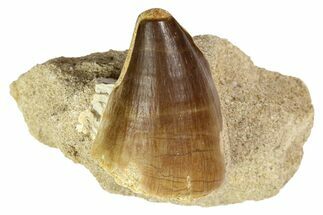 1-2" Fossil Mosasaur Teeth In Rock - Morocco - Fossil #152547