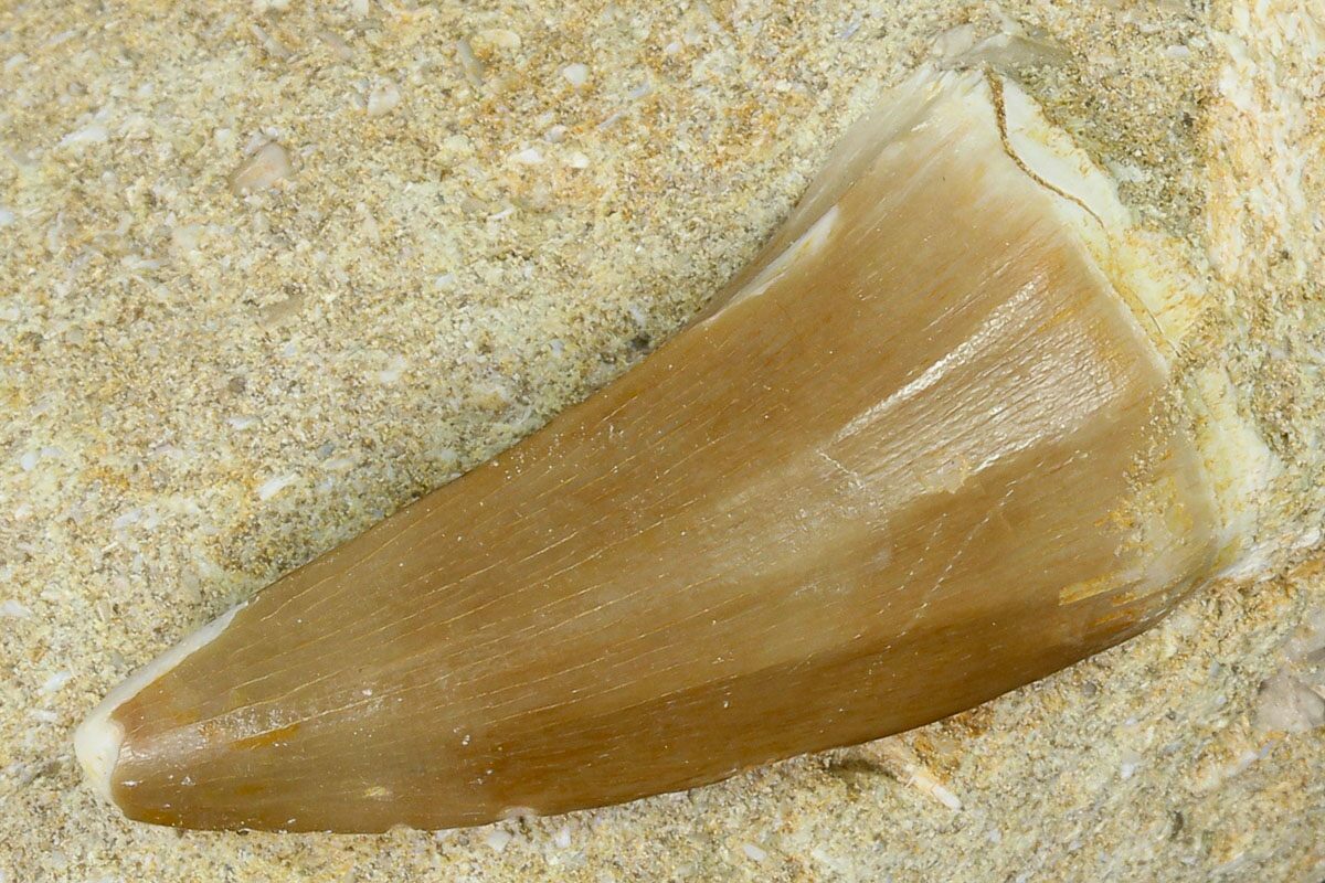 mosasaurus tooth for sale