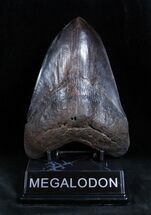Stunning Inch Georgia Megalodon Tooth #1657